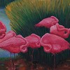 Flamingos Dreaming
